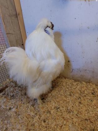 זוג תרנגולות משי אירופאי בני