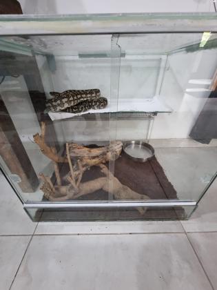 פיתון שטיח רגיל ליידים אוכל