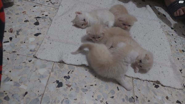 למכירה גורים סקוטים זכרים ונקיבות