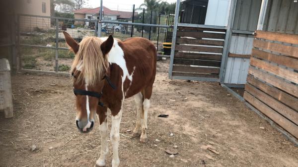 סוס בן שנה וחצי לא
