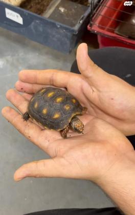 צב אדום רגל (redfoot) קטן ומתוק