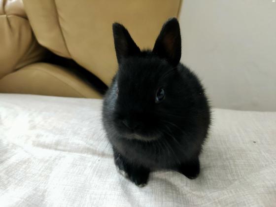 גור ארנב הולנדי ננסי באיכות