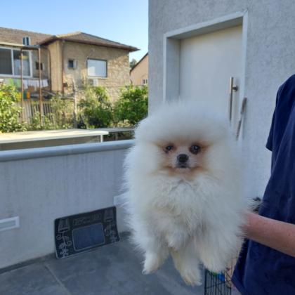 פומרניאן טדי בר ננסי!! לא