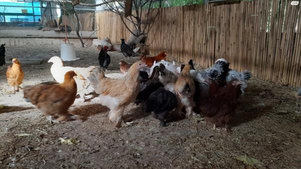 תרנגולות ברהמה יפים מכל הסוגים