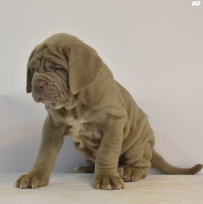 גורי מסטינו נפוליטנו ברמה גבוהה