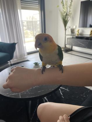 קאיק גינגי בן 4 חודשים