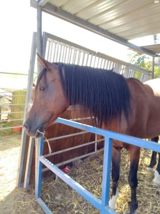 סוס ערבי טהור גזע בריא