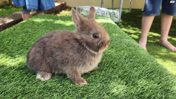 למכירה גורי ארנבות ננסיות הולנדיות