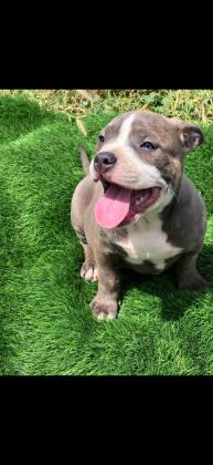 המלטה נדירה!! אמריקן בולי פוקט,הור...