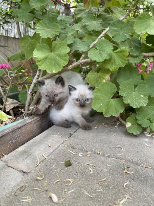 גורי הימלאיה גזעיים וחמודים למכירה