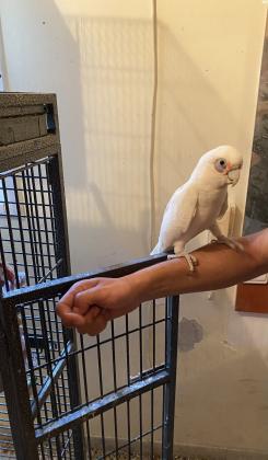 קקדו עין חשופה האכלת יד גמיש