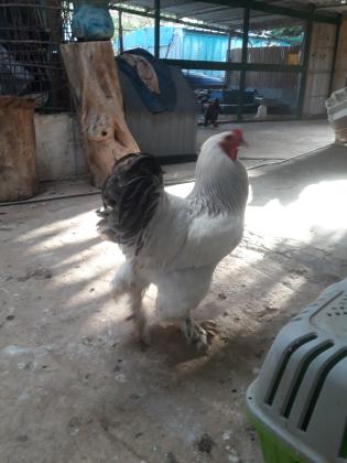 תרנגולות ברהמה יפים מכל הסוגים