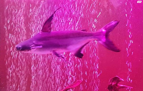 דולפין טורף ,אורך 25-30 ס"מ,