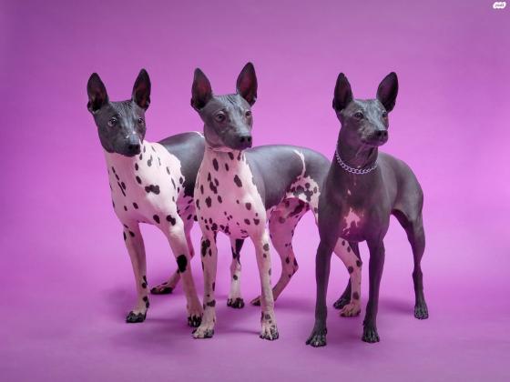 גורים של טרייר אמריקאי חסר שיער (קירח)