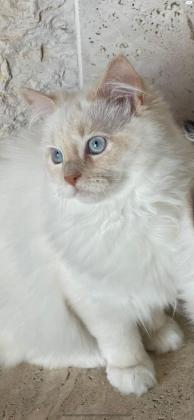 רגדול לבן סוג red point