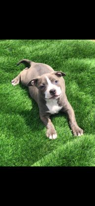 המלטה נדירה!! אמריקן בולי פוקט,הור...