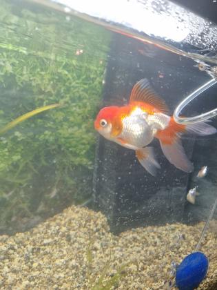 דג זהב מסוג אורנדה