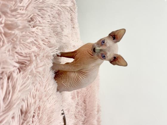 חתולת ספינקס קנדי למכירה קיבלה