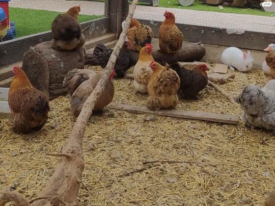 תרנגולות קוצינים בוגרות ויפות