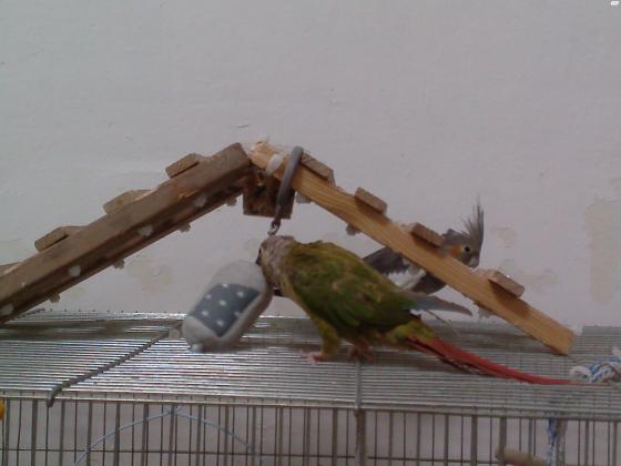 תוכי גרינצ'יק קוניור האכלת יד