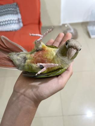 תוכי גרין צ״יק האכלת יד