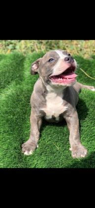 המלטה נדירה!! אמריקן בולי פוקט,הור...