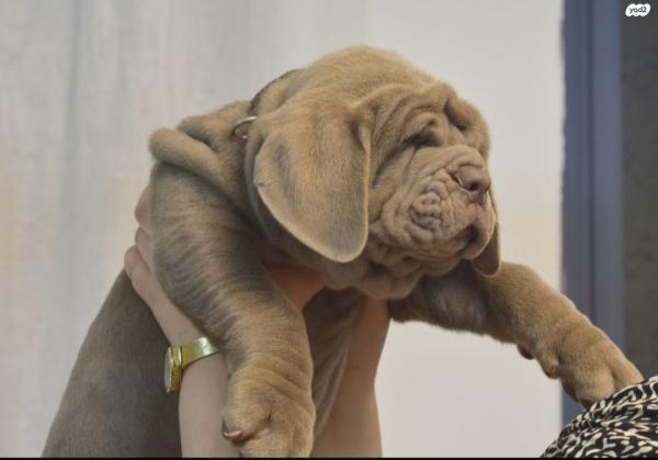 גורי מסטינו נפוליטנו ברמה גבוהה