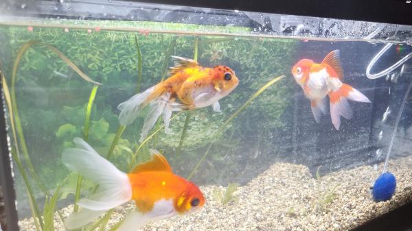 דג זהב מסוג אורנדה