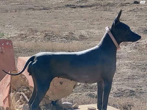 גורים של טרייר אמריקאי חסר שיער (קירח)