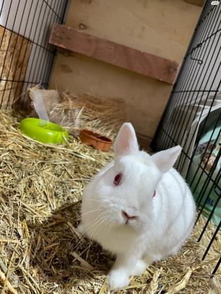 ארנב ננסי הולנדי למכירה 500₪