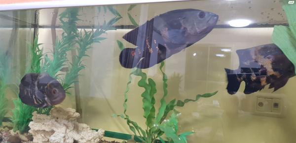 3 אוסקר אורך 20 -30 למכירה אזור כרמיאל