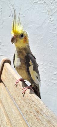 תוכי קוקטייל האכלת יד בן