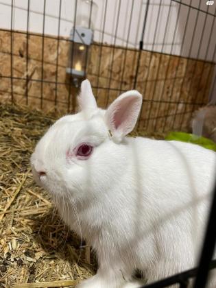 ארנב ננסי הולנדי למכירה 500₪