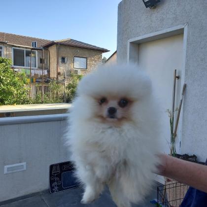 פומרניאן טדי בר ננסי!! לא