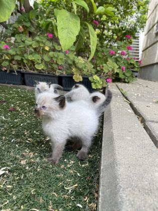 גורי הימלאיה גזעיים וחמודים למכירה