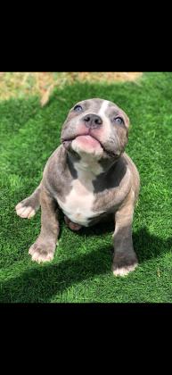 המלטה נדירה!! אמריקן בולי פוקט,הור...