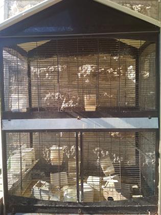 ווליר במצב מצויין רק הרגל