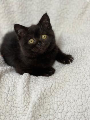 בריטי בן 3 חודשים חום