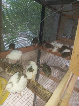 שלווים יפניים כשרים הנקבות מטילות