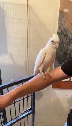 קקדו עין חשופה האכלת יד גמיש