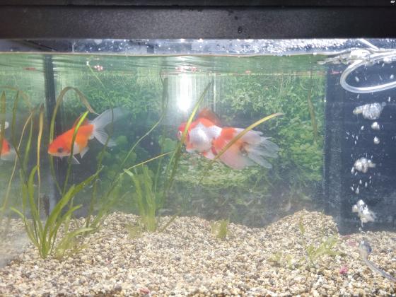 דג זהב מסוג אורנדה