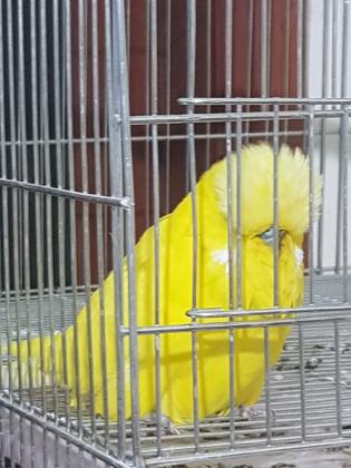 תוכי אנגלי רמה גבוה צבעים יפים