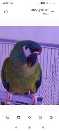 תוכי ארה ננסי זן מיוחד