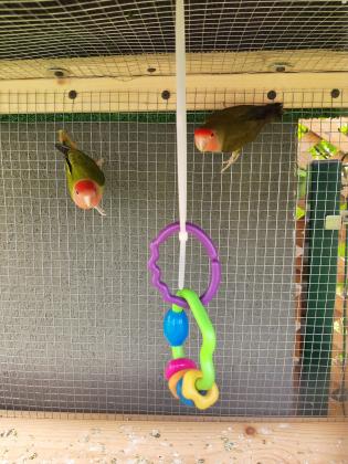 זוג ציפורי אהבה + כלוב