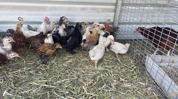אפרוחים של תרנגולות באלדי במגוון