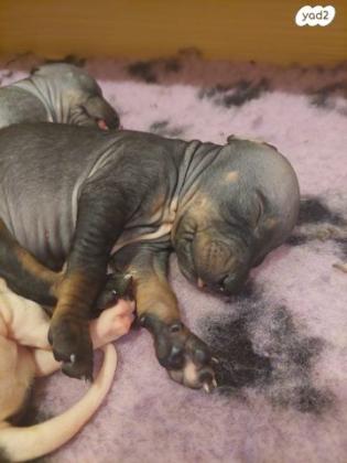 גורים של טרייר אמריקאי חסר שיער (קירח)