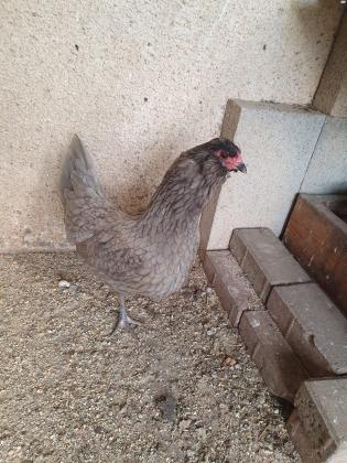 למכירה תרנגולת צעירה מסוג אורקנה