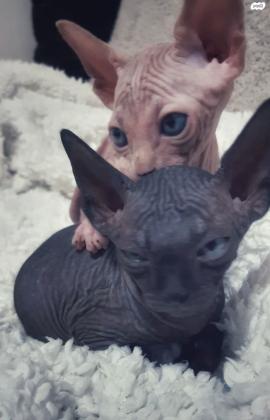 גורי ספינקס למכירה נקבות וזכרים