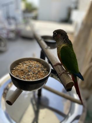 גרינציק ילו סייד מושלם!! האכלת