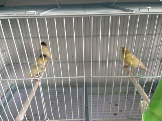 בית גידול למכירה כנרים זכרים